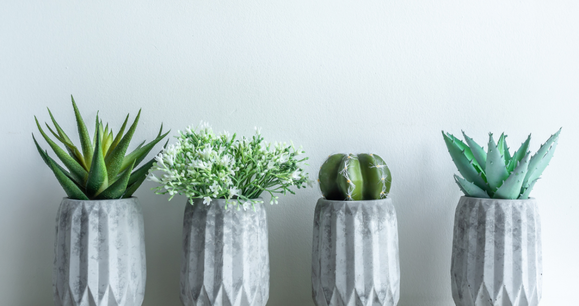 Assortment of miniature indoor plants in decorative pots.